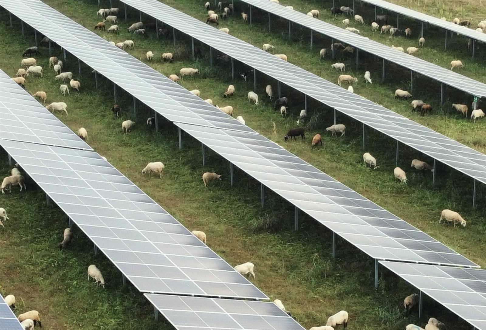 Ovejas pastando entre paneles fotovoltaicos de LC PAPER